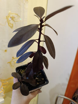 Рододендрон Хеллики - Долина роз фото 7