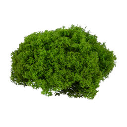 Blumentag BMSP-45 Мох королевский ягель стабилизированный окрашенный 45 г  5 г №01 салатовый  фото 4