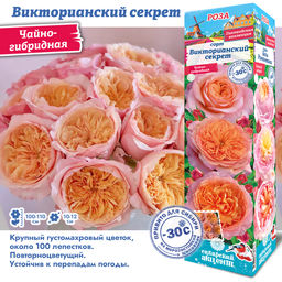Роза Викторианский Секрет (Чайно-гибридная) 1шт