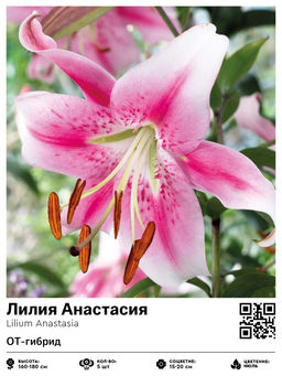 Лилия Анастасия (ОТ-гибрид)
