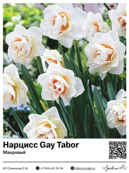 Нарцисс Gay Tabor (Махровый)