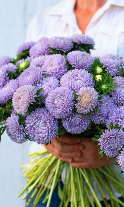 Астра ГОЛУБКА СИЗАЯ  Пионовидная