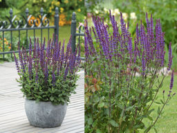 Шалфей дубравный Карадонна Компакт