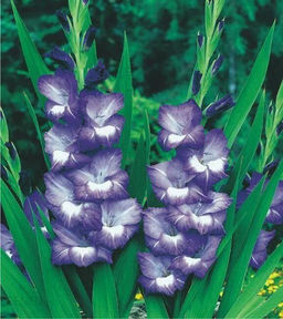 ГЛАДИОЛУС Нори Разбор 10/12 Кол-во упак., шт 10