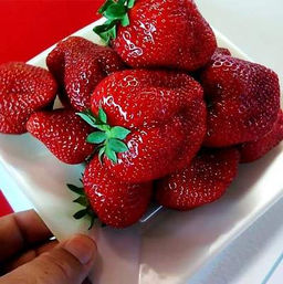 Клубника Гарда А 10шт/пучок