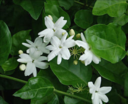 4eea6af20037c897b337d4d367cbbe342flixtaepkmgnpvrww