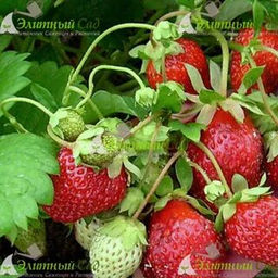 Земляника садовая Мария (Р9)