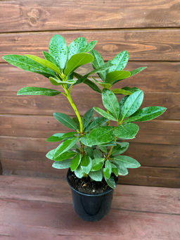 Рододендрон Lugano (Лугано) - Долина роз фото 13