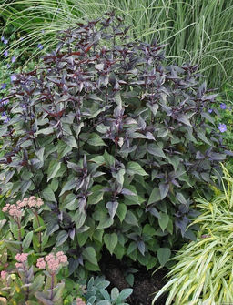 Посконник Chocolate (Морщинистый) - Голландские луковицы фото 4