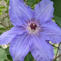 Клематис Вильям Кеннет - Долина роз фото 3