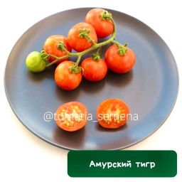 Амурский тигр