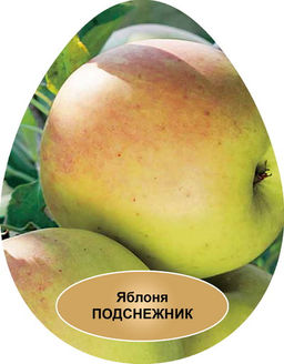 Яблоня карликовая Подснежник (С3)/подвой 54-118