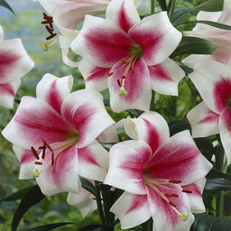 ЛИЛИЯ Триумфатор Разбор 12/14 Кол-во упак., шт 5