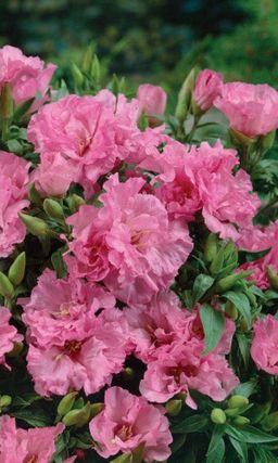 Годеция СИБИЛ ШЕРВУД Крупноцветковая!