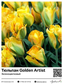 Тюльпан Golden Artist (Зеленоцветковый)