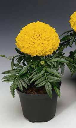 Бархатцы ТАЙШАН ЖЕЛТЫЙ для миксбордера! Сорт американской селекции!