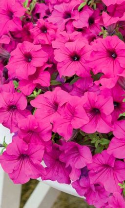 Петуния РЕВОЛЮЦИЯ РОЗОВАЯ Многоцветковая