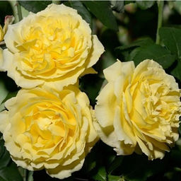 Роза флорибунда Чайна Гел (C3,5)