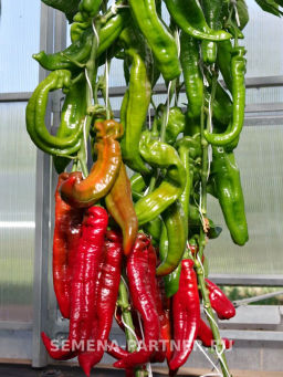 Перец сладкий Рубине - Партнер фото 7