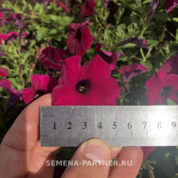 Петуния Амбре Габриэла каскадная фиолетовая - Партнер фото 4