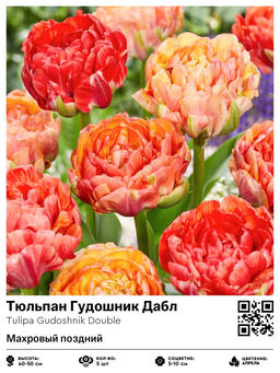 Тюльпан Гудошник Дабл (Махровый поздний)