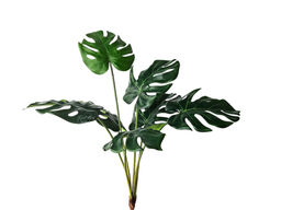 Куст монстеры средний 7 листьев - Зеленый