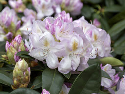 Рододендрон Gomer Waterer (Гомер Ватерер) - Долина роз фото 4