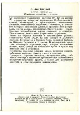 Открытка Аир болотный