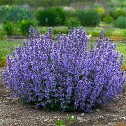 Котовник Сикс Хиллс Гиант Голд С1,5