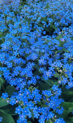 Незабудка ГОЛУБАЯ МЕЧТА