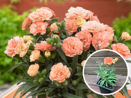 Гвоздика карликовая абрикосовая