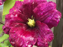 Клематис Рахваринн - Долина роз фото 3