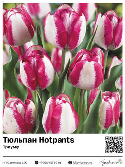 Тюльпан Hotpants (Триумф)