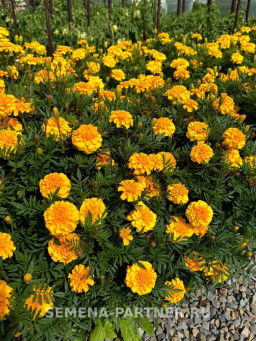 Бархатцы отклоненные Бонанза Голд - Партнер фото 4