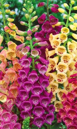 Наперстянка КОРОЛЕВА САДА