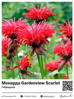 Монарда Gardenview Scarlet (Гибридная)