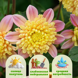 Георгина Хани бордюрная - Долина роз фото 2