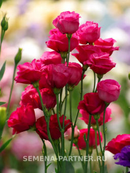 Эустома срезочная махровая красная Принцесса Луиза - Партнер фото 2