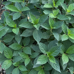 Гортензия метельчатая Коттон Крим