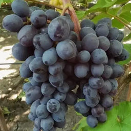 Виноград Мускат Изюмный (коробка) 1шт