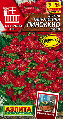 Астра Пиноккио алая