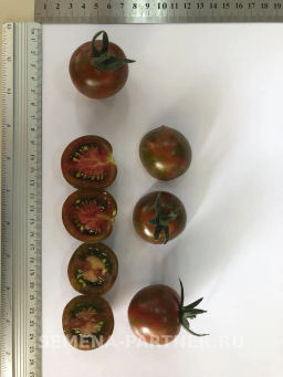 Томат Тигровый Коктейль - Партнер фото 5