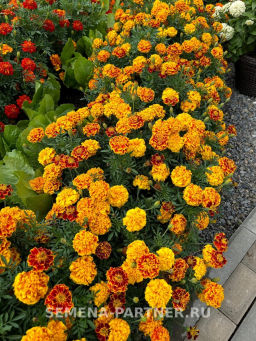 Бархатцы отклоненные Бонанза Би - Партнер фото 5