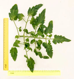 Томат Фамилия - Партнер фото 6