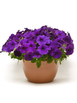 Петуния Ма Шери Марика полуампельная синяя - Партнер фото 4