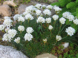 Армерия приморская Монинг Стар Вайт - Долина роз фото 2