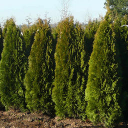 Туя западная Эмеральд Грин С5