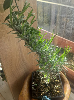 Лаванда узколистная