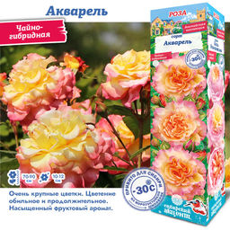Роза Акварель (Чайно-гибридная) 1шт
