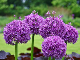 Allium Purple Sensation (Лук декоративный Перпл Сенсейшн) - Долина роз фото 5